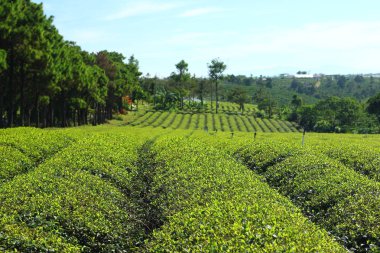 Çay alan plantasyon. Vietnam.
