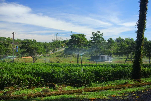 Fält Teplantage Vietnam — Stockfoto