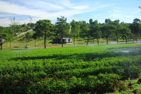 Fält Teplantage Vietnam — Stockfoto