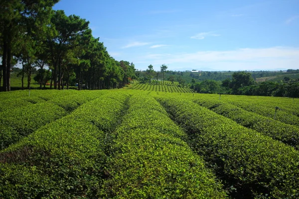 Плантация Чайного Поля Вьетнам — стоковое фото