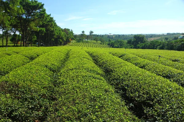 Fält Teplantage Vietnam — Stockfoto