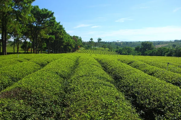 Fält Teplantage Vietnam — Stockfoto