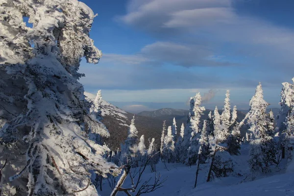 Gyönyörű Téli Táj Hóval Borított Fák Hegyi Shoriya Sheregesh Oroszország — Stock Fotó