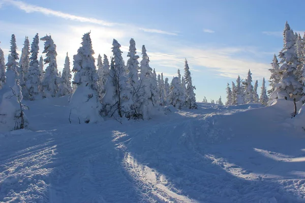 Beautiful Winter Landscape Snow Covered Trees Mountain Shoriya Sheregesh Russia — Stock Photo, Image