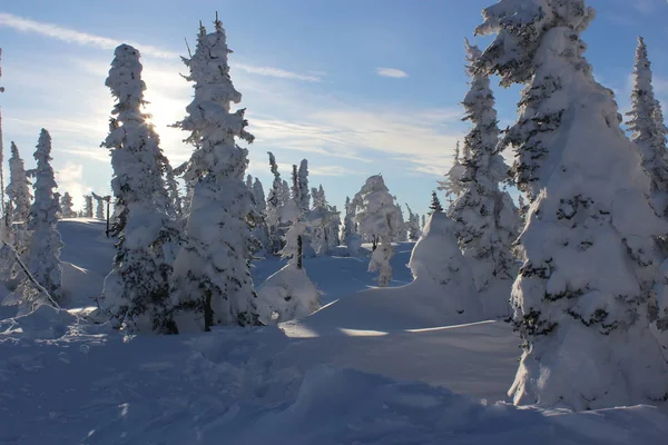 Beautiful Winter Landscape Snow Covered Trees Mountain Shoriya Sheregesh Russia — Stock Photo, Image