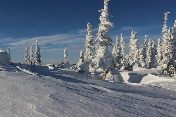 Bela Paisagem Inverno Com Árvores Cobertas Neve Mountain Shoriya Sheregesh — Fotografia de Stock