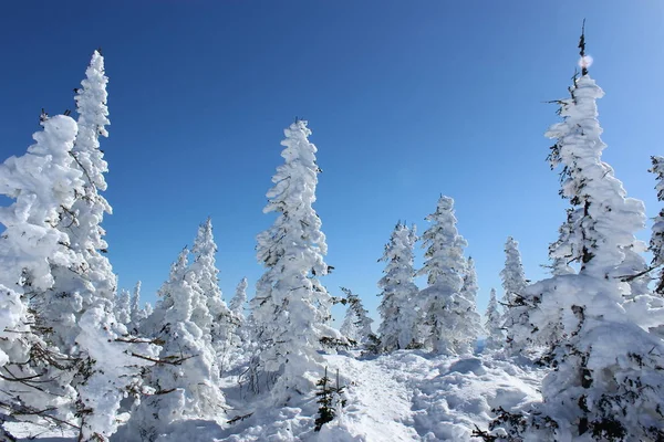 Beautiful Winter Landscape Snow Covered Trees Mountain Shoriya Sheregesh Russia — Stock Photo, Image