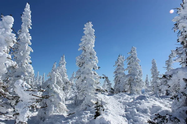 Beautiful Winter Landscape Snow Covered Trees Mountain Shoriya Sheregesh Russia — Stock Photo, Image