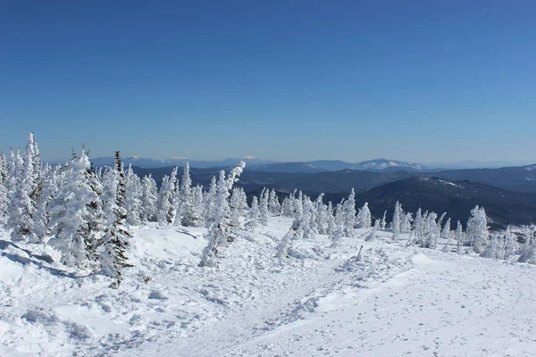 Bela Paisagem Inverno Com Árvores Cobertas Neve Mountain Shoriya Sheregesh — Fotografia de Stock