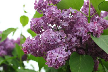 Lila çiçek çiçekler