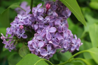 Lila çiçek çiçekler