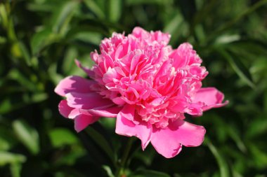 Güzel çiçek açan Şakayık Bahçe demet 