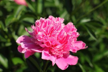 Güzel çiçek açan Şakayık Bahçe demet 