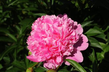 Güzel çiçek açan Şakayık Bahçe demet 