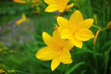 Güzel çiçek açan Iris çiçek bahçesinde. 