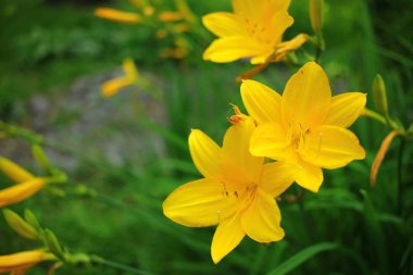 Güzel çiçek açan Iris çiçek bahçesinde. 