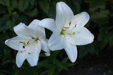 Doğa arka plan boşluk ile çiçeklenir.