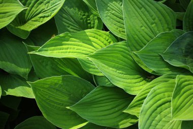 Doğa arka plan boşluk ile çiçeklenir.