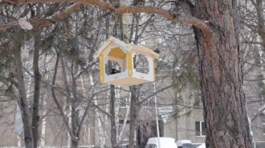 Baştankara besleyici yakınındaki. Ağaç evi kuşlar için. 
