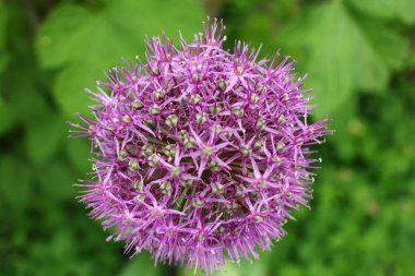 Yeşil yaprakları, yaz arka plan. 