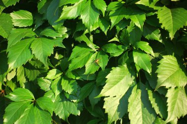 Yabani üzüm duvar. Vahşi yeşil üzüm arka plan. 