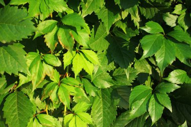 Yabani üzüm duvar. Vahşi yeşil üzüm arka plan. 