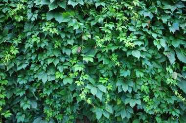 Yabani üzüm duvar. Vahşi yeşil üzüm arka plan. 