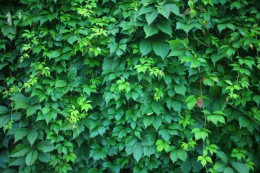 Yabani üzüm duvar. Vahşi yeşil üzüm arka plan. 