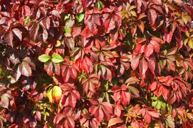 Yabani üzüm duvar. Vahşi yeşil üzüm arka plan. 