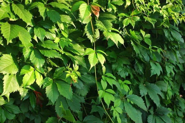 Parete Viti Selvagge Sfondo Uva Verde Selvatica — Foto Stock