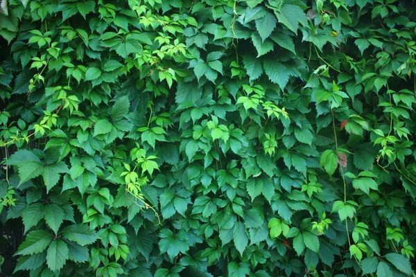 Wild Vines Wall Wild Green Grapes Background — Stock Photo, Image
