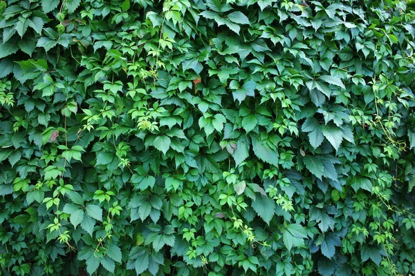 Wilde Reben Mauer Wilde Grüne Trauben Hintergrund — Stockfoto