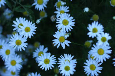 Papatya çiçek - akşam arka plan.