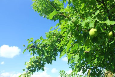 Armut ağacı. Armut dalın üzerinde.