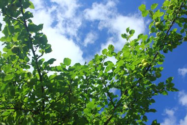 Armut ağacı. Armut dalın üzerinde.