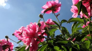 Güzel pembe peonies açık havada