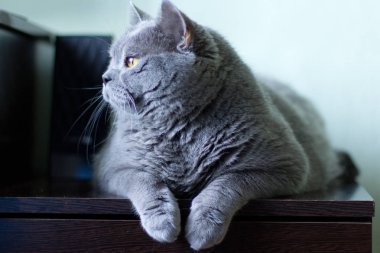 Britanya ile ilgili stenografi şişman kedi kapalı portre.