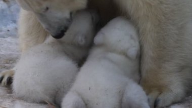 Kutup ayısı anne ikiz yavrularını besleme.