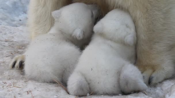 Oso Polar Mamá Alimentación Gemelos Cachorros — Vídeo de stock