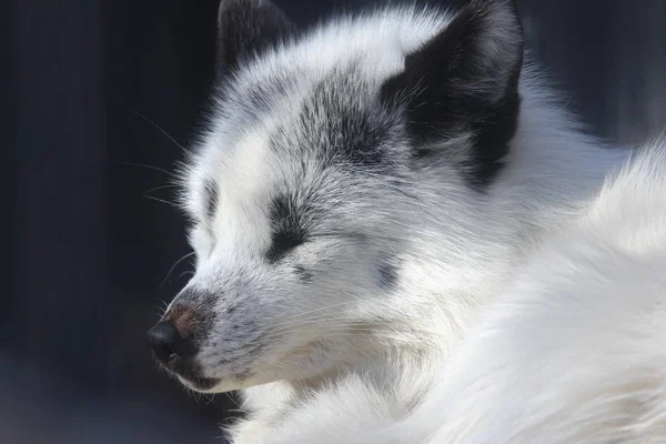 Zorro Blanco Primer Plano Día Soleado — Foto de Stock