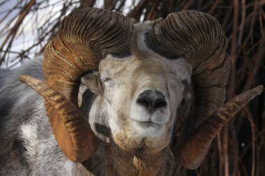Altay argali yakın çekim portre (Ovis ammon ammon)