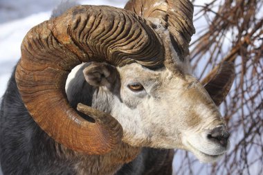 Altay argali yakın çekim portre (Ovis ammon ammon)