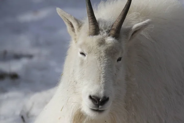 White Rocky Mountain Goat Royalty Free Stock Photos