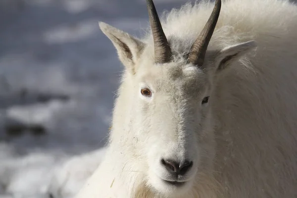 White Rocky Mountain Goat Stock Photo