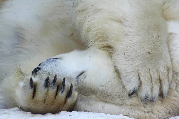 有趣的昏昏欲睡的北极熊特写镜头 — 图库照片