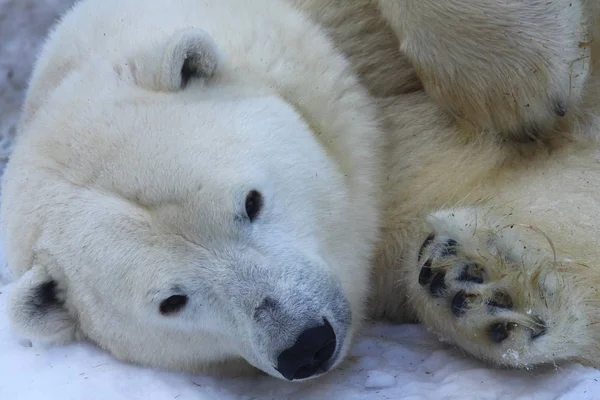 Zabawny Senny Polar Bear Zbliżenie — Zdjęcie stockowe