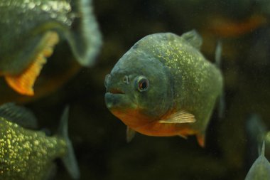 Tropikal egzotik akvaryum balık yakın çekim.