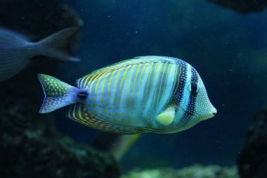 Tropikal egzotik akvaryum balık yakın çekim.