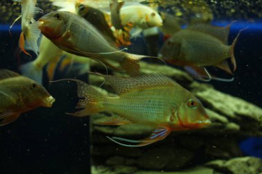 Tropikal egzotik akvaryum balık yakın çekim.