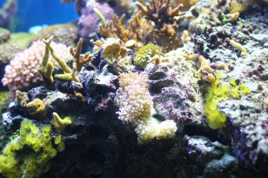 Egzotik sualtı mercan koloni.  